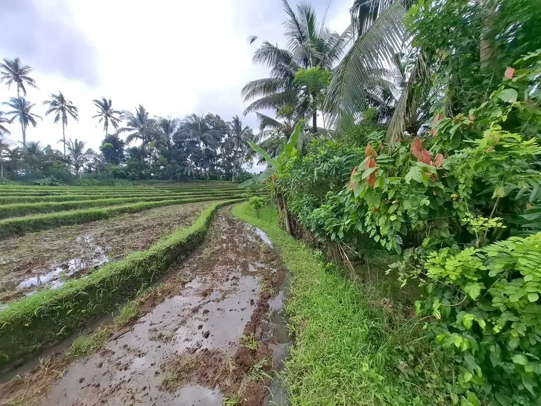 Dijual murah tanah kebun view sawah dan los sungai - Image 3 of 10