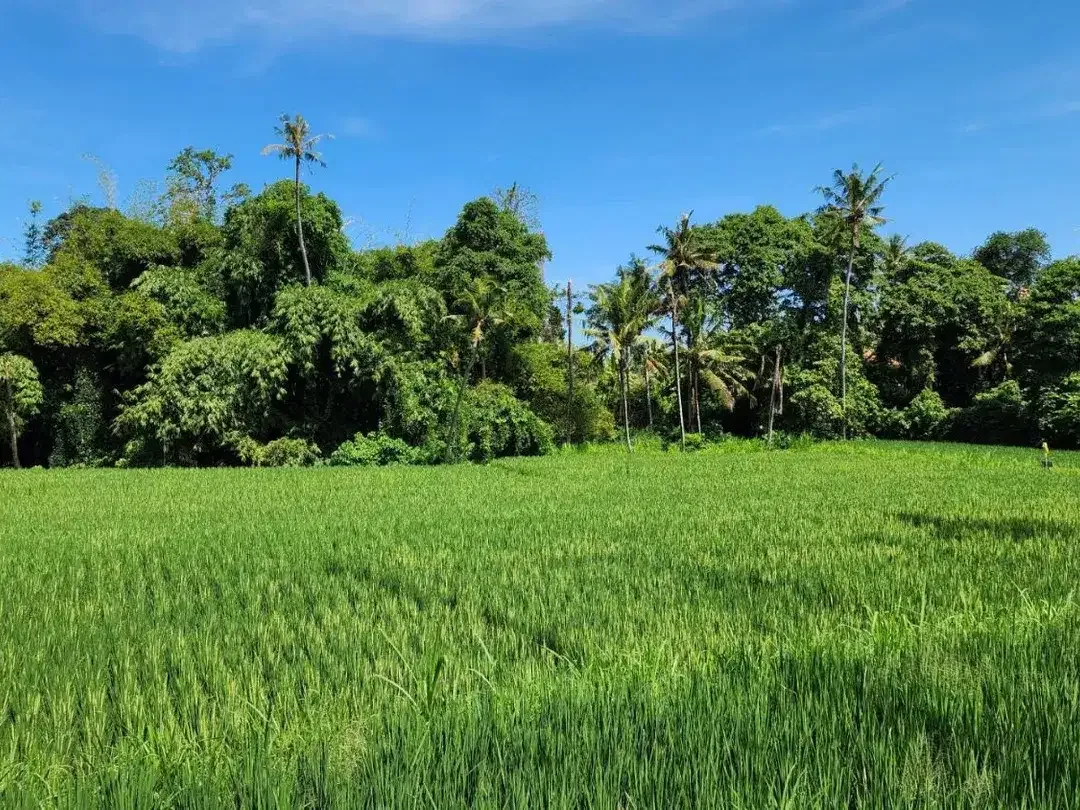 Dijual tanah kavling view sawah di Pering, Blahbatuh, Gianyar. Lokasi strategis, unit terbatas !!! - Image 6 of 6