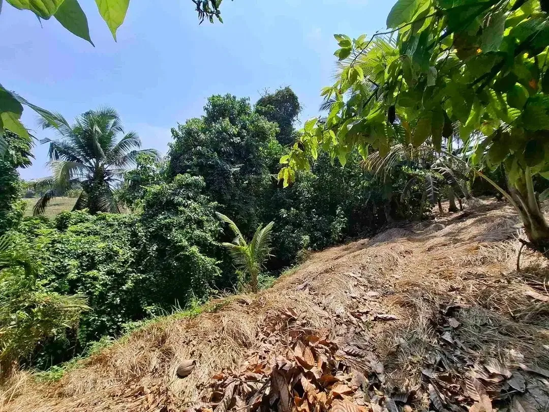 dijual tanah strategis dekat pantai wisata di tabanan dengan view sawah dab los sungai kecil berbatu - Image 8 of 10