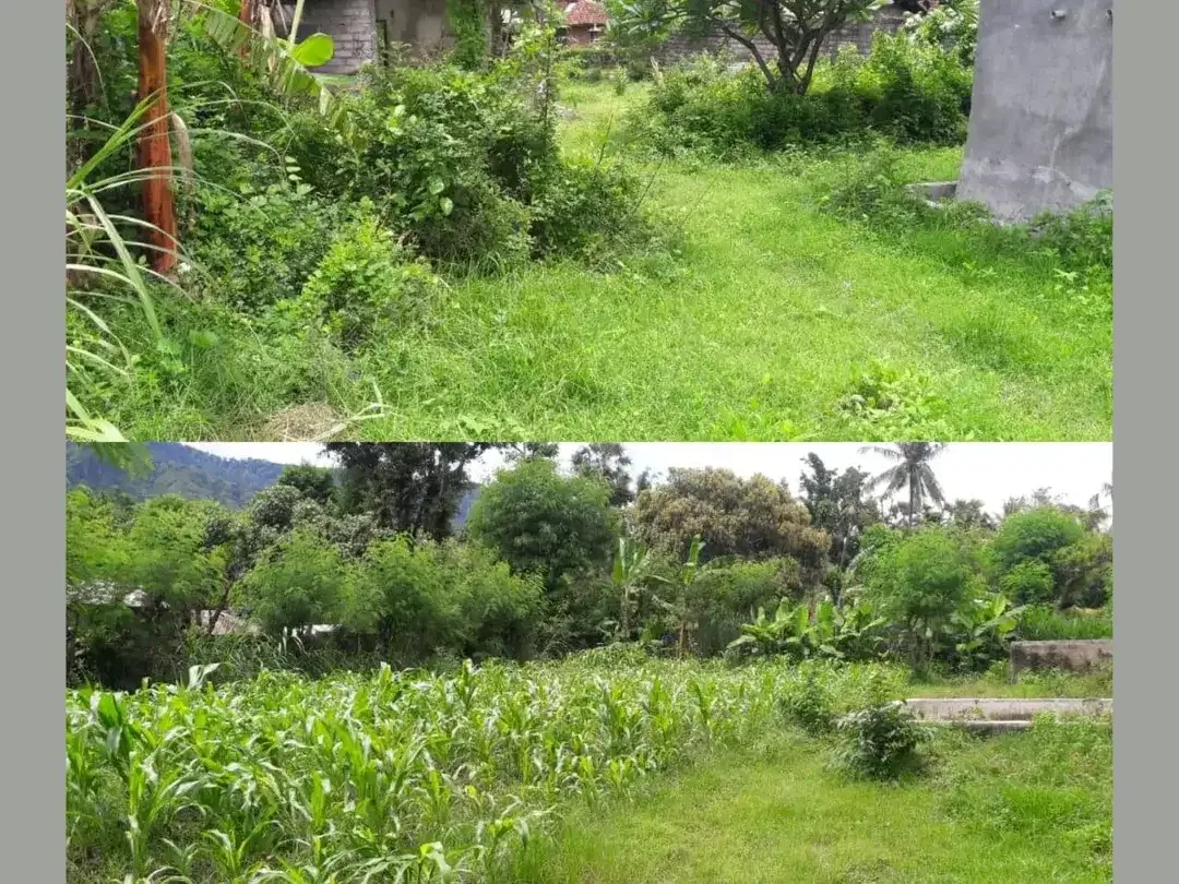 Dijual Tanah & Bangunan Sarang Walet di Sanggalangit, Singaraja, Bali - Image 4 of 4