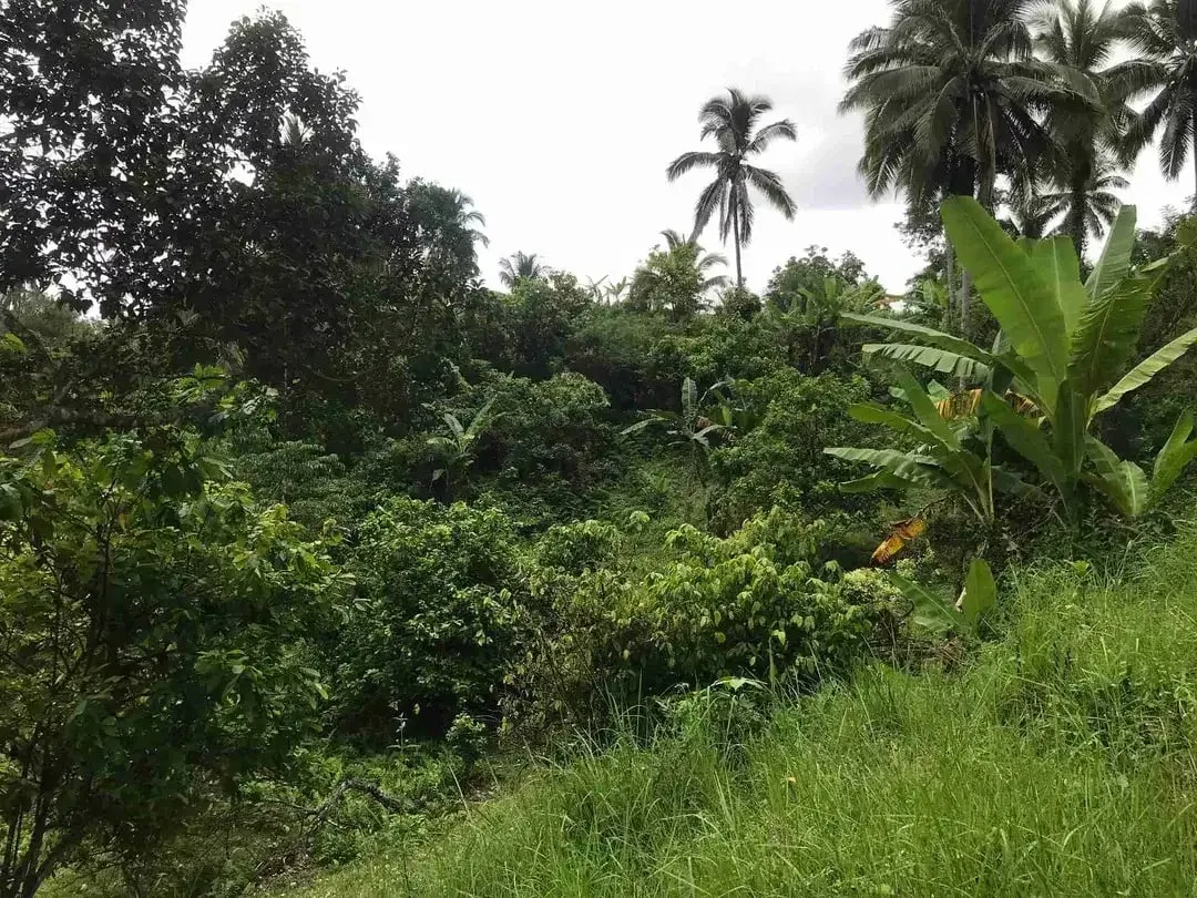 jual tanah kebun murah harga 100 ribu / meter di selemadeg tabanan bali. - Image 6 of 10