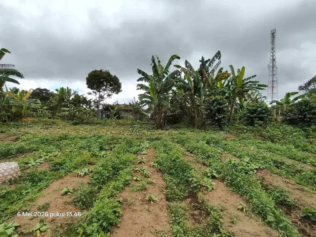 Tanah Kebun bisa untuk Kandang Peternakan di Kintamani Bali - Image 3 of 6