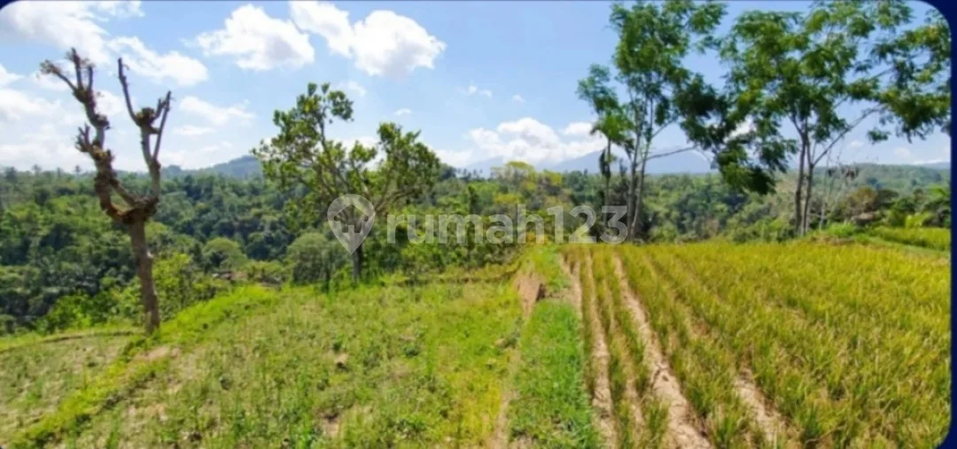 For Sale, Cheapest Land Area 50,100 M2 (5 Hectares) In Ubud, Gianyar, Bali - Image 1 of 4