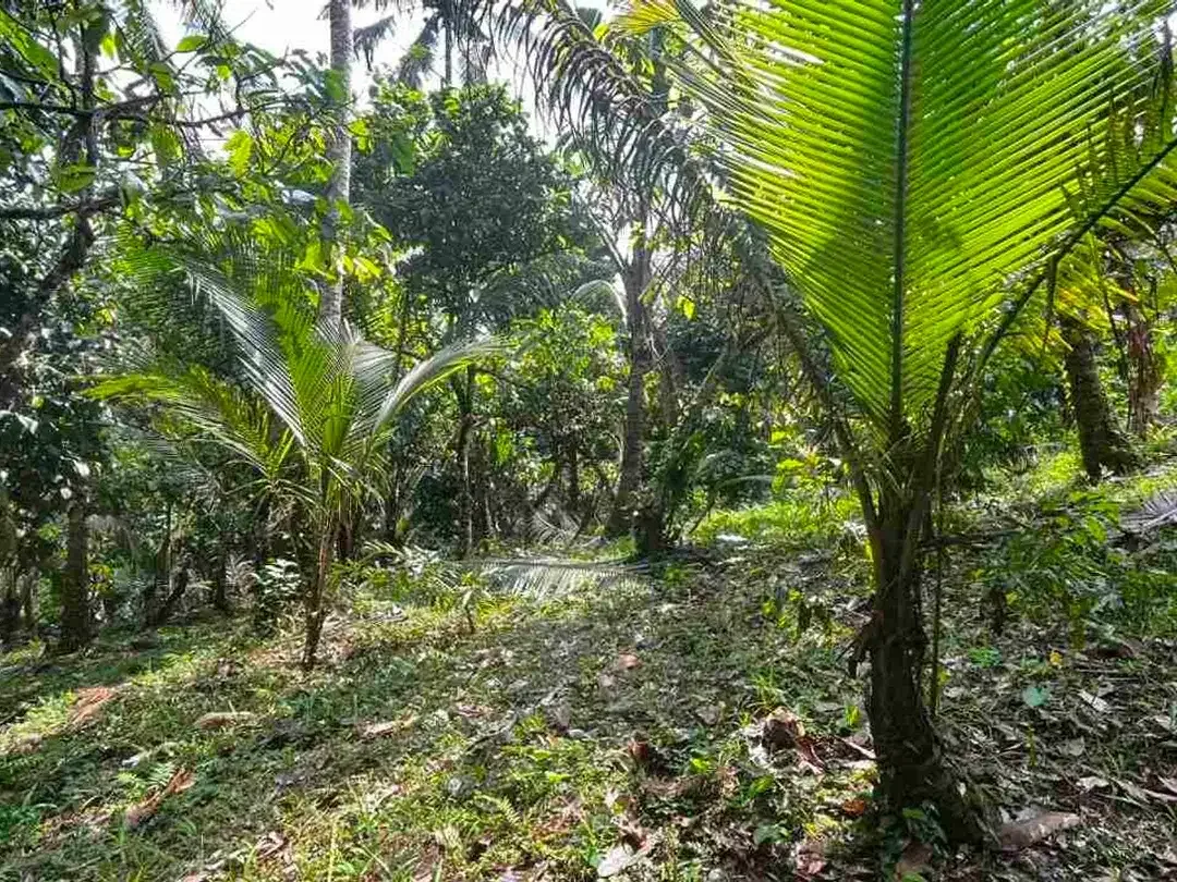 jual tanah kebun aneka buah lokal area pemukiman di tabanan bali. - Image 2 of 10