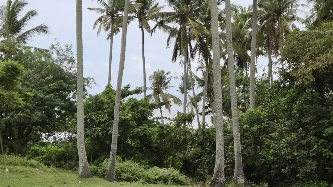 Dijual Tanah Hanya 30 Meter dari Pantai, Berlokasi di Antap, Tabanan - Image 4 of 6