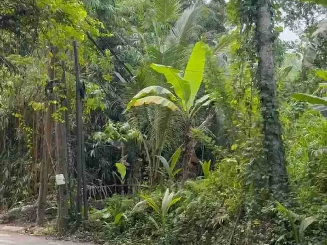 Tanah Premium Payangan View Jungle Dekat Resort - Image 3 of 10