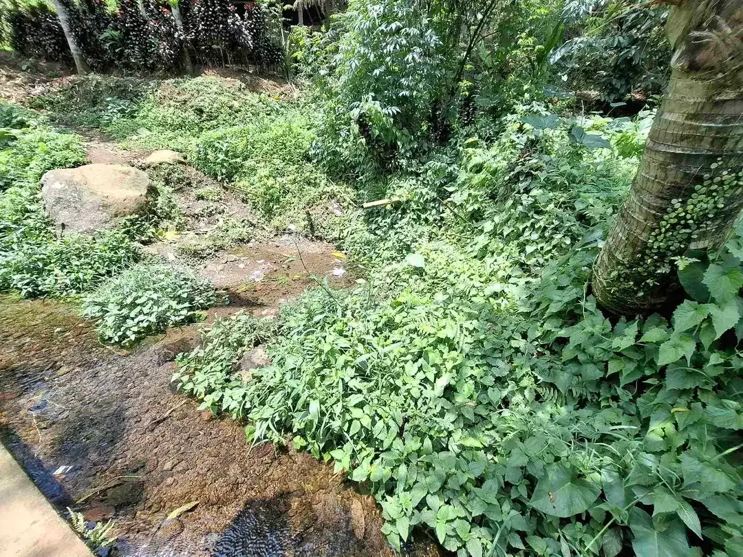 Dijual tanah kebun kopi berisi sumber mata air jernih atau artesis yang mengalir dengan view sawah dan los sungai kecil berbatu - Image 3 of 8