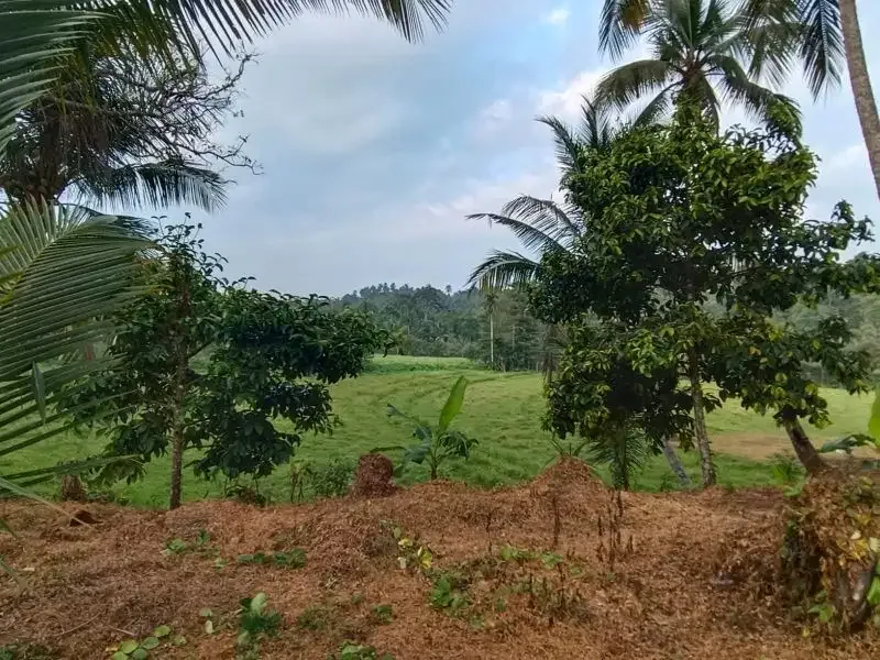 dijual tanah kebun durian dan manggis dengan air terjun di bali - Image 9 of 10