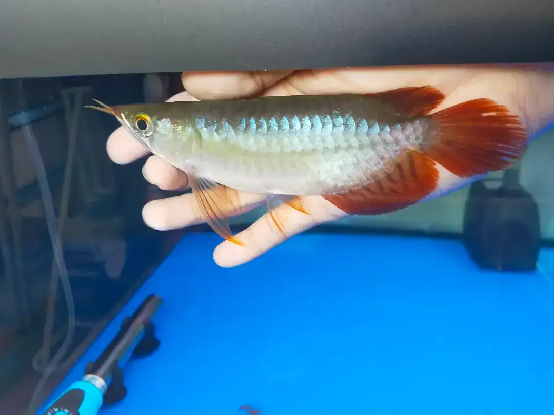 Arwana / Arowana Super Red Short Body Kalimantan - Image 2 of 6