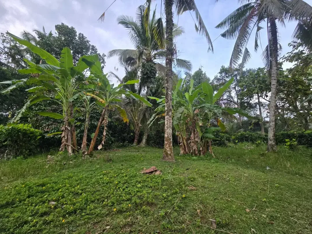 Dijual tanah kebun subur dengan view jugle dan los sungai kecil - Image 4 of 10