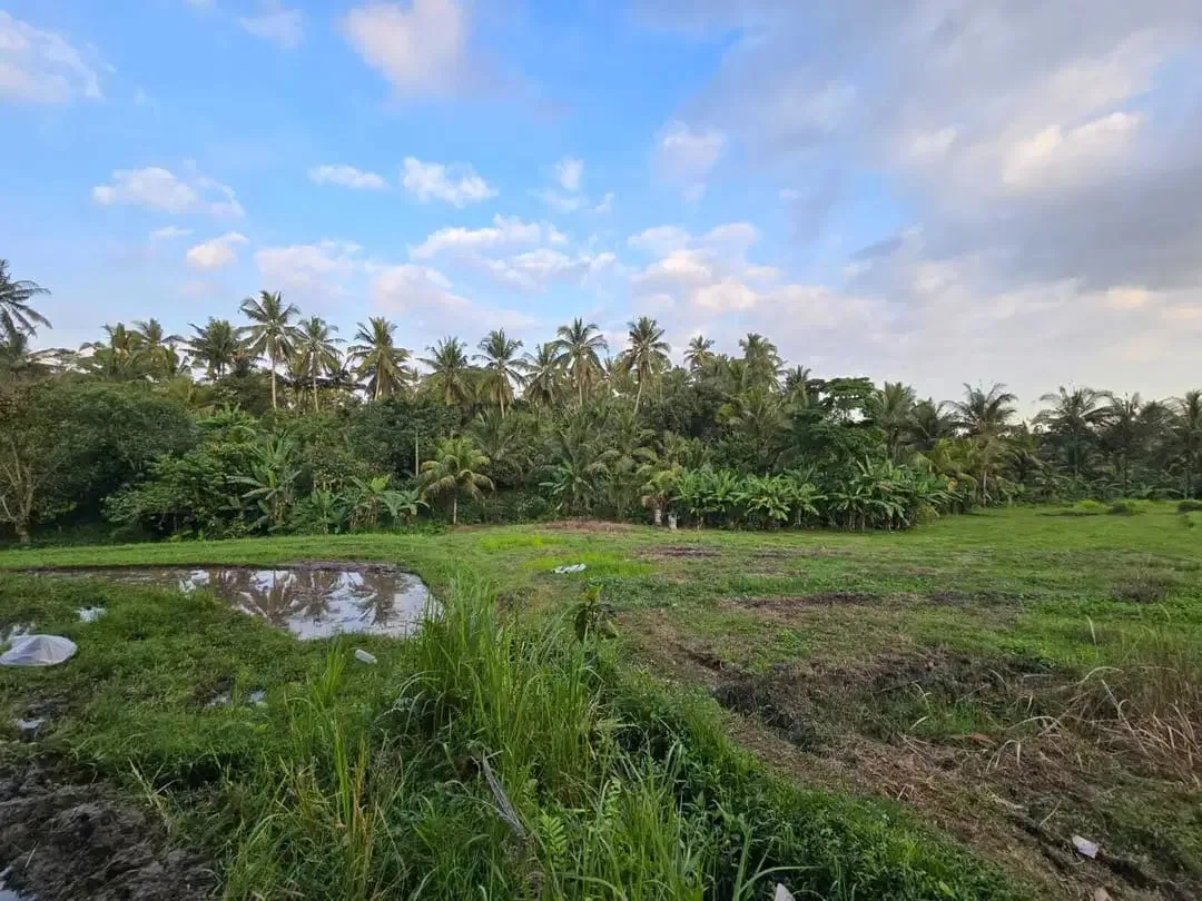 Dijual tanah kebun view sawah di bali yello zona - Image 4 of 10