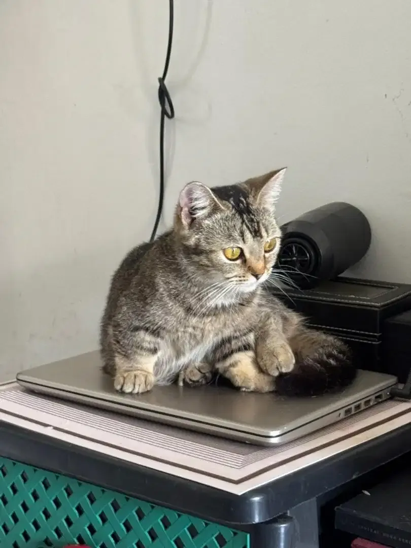 Kucing Munchkin Betina - Image 3 of 3