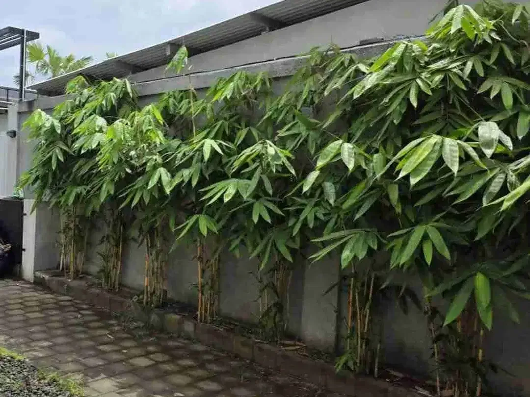 Tanah sewa murah cocok untuk Villa di sanur, - Image 3 of 4