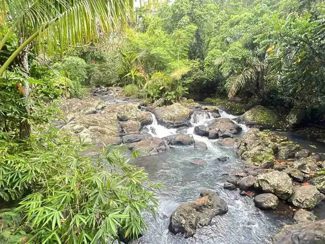 jual tanah kebun Los sungai besar, dengan aneka buah lokal di manikyang selemadeg tabanan bali. - Image 10 of 10