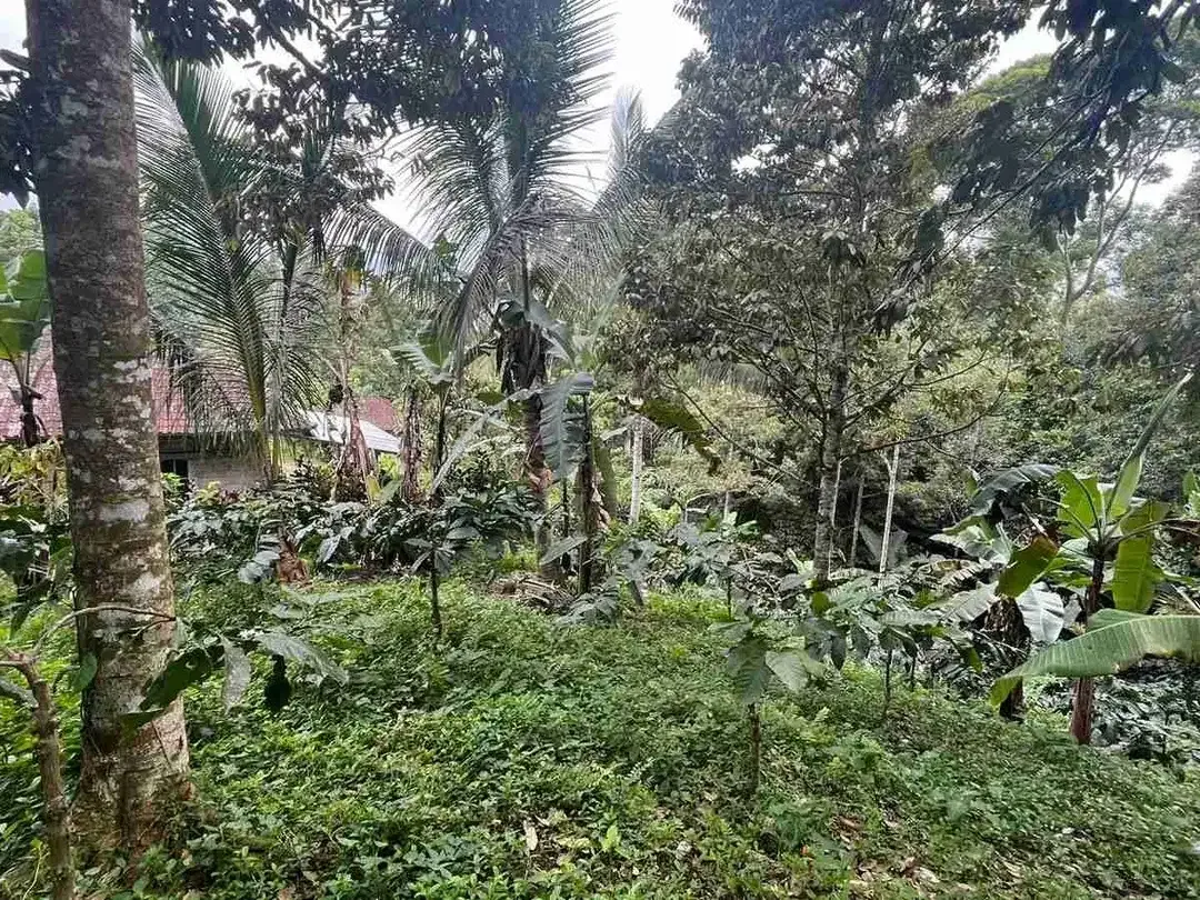 jual tanah Luas kecil ketinggian 550 MDPL di tabanan bali. - Image 3 of 10