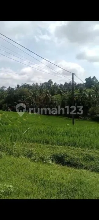 Jual Tanah Kebun Durian Murah di Pedesaan yang Sejuk Peruntukan Perumahan - Image 2 of 4