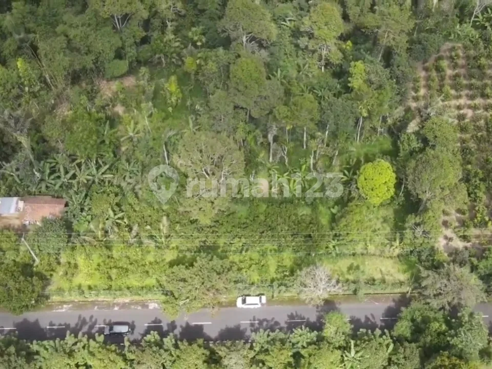 Tanah Komersial Panorama Hutan di Pelaga dengan Udara Sejuk Alami - Image 1 of 4