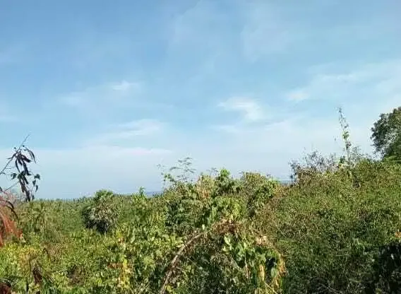 Dijual Tanah View Laut dan Sunset di Temukus Buleleng - Image 5 of 5