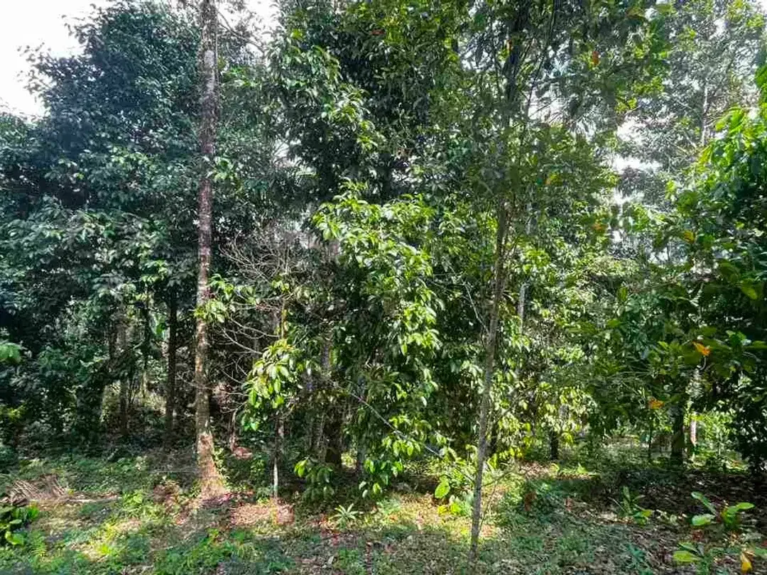 jual tanah kebun aneka buah lokal area pemukiman di tabanan bali. - Image 6 of 10