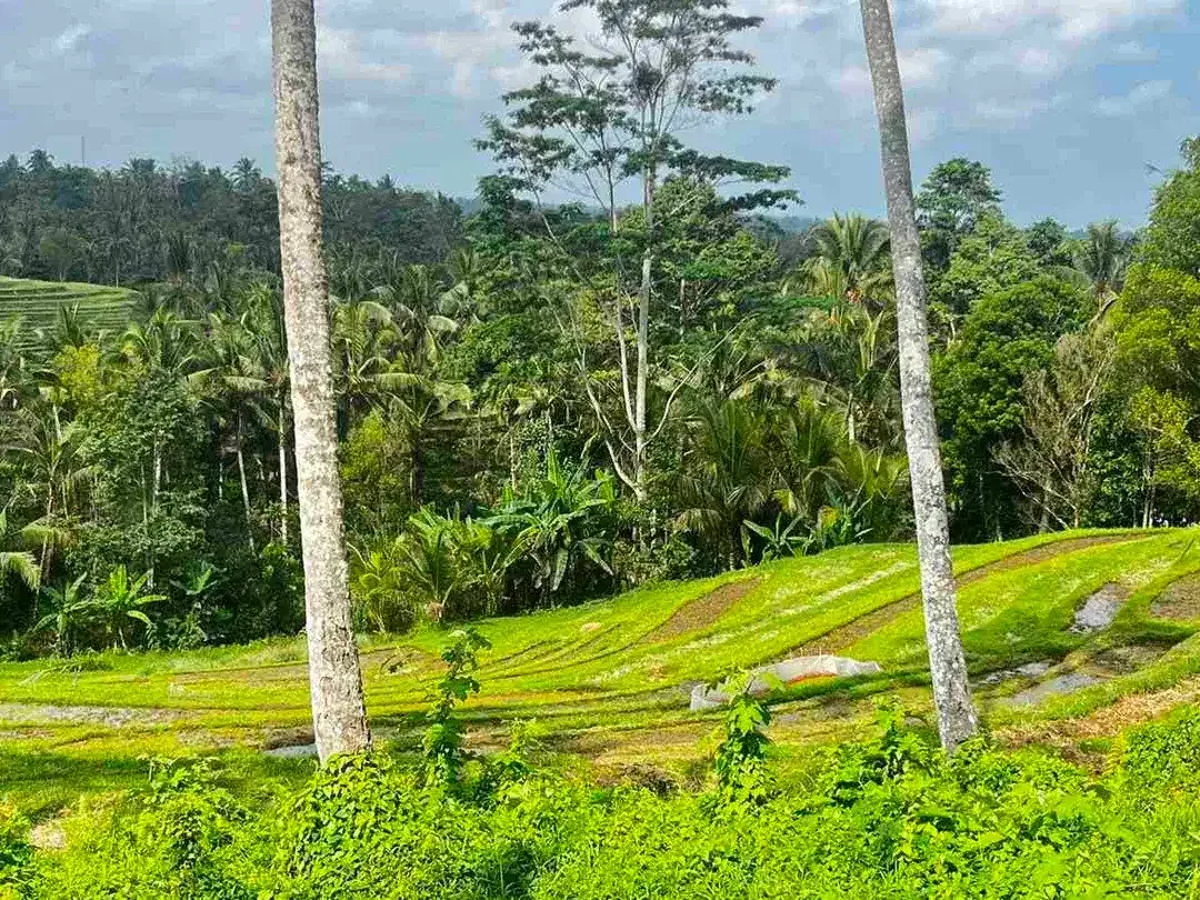 jual tanah kebun view sawah di penebel tabanan bali. - Image 4 of 10