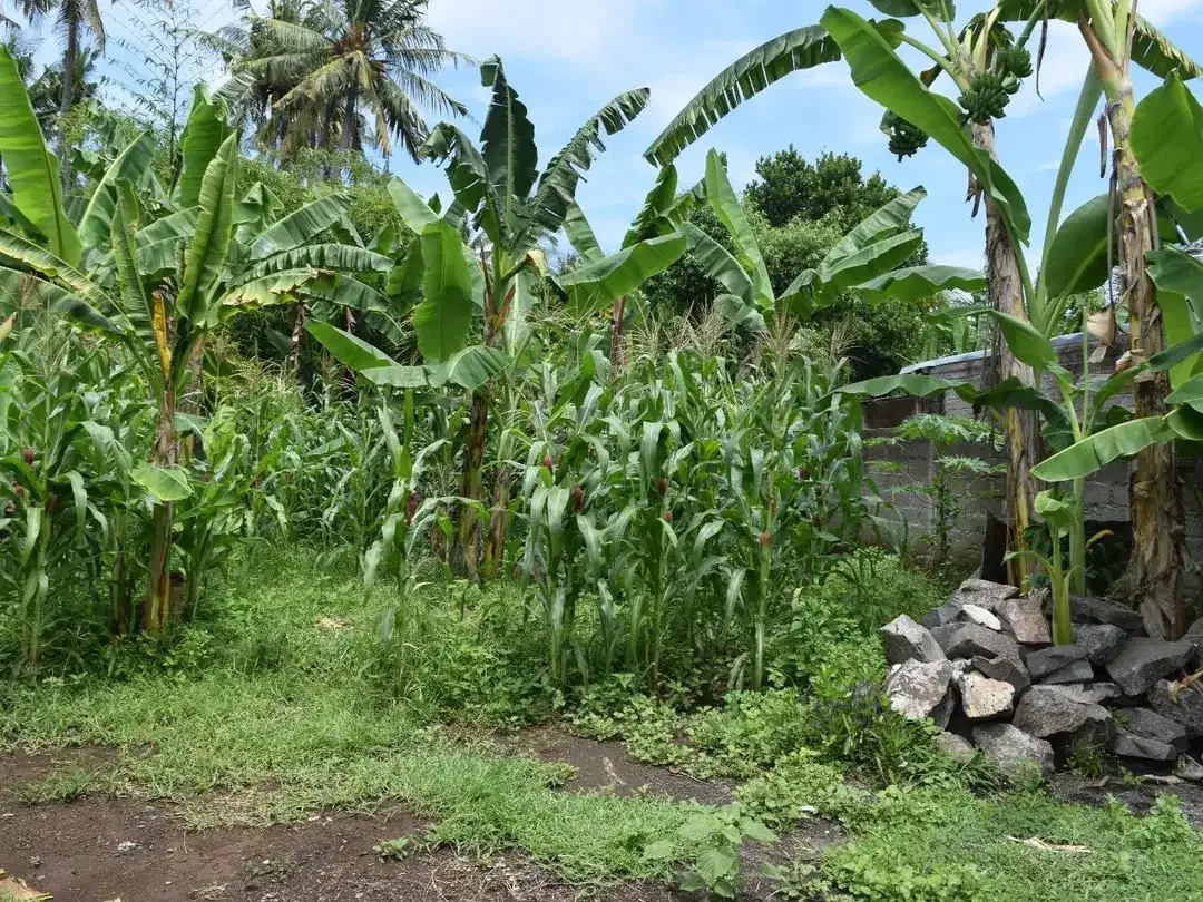 Dijual Tanah di Buleleng Dekat Pantai Lovina - Image 4 of 10