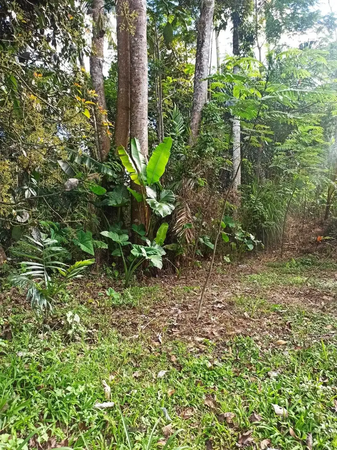 DIJUAL TANAH MURAH DI UBUD GIANYAR - Image 5 of 8