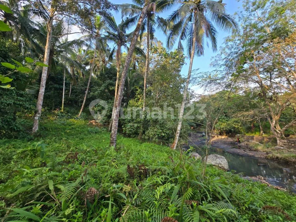 Murah Tanah Los Sunga Hook Kebun Manggis Durian di Bali - Image 4 of 4