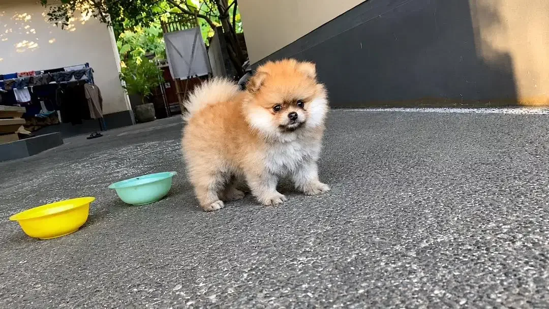 DI JUAL ANAK ANJING MINI POM - Image 3 of 6