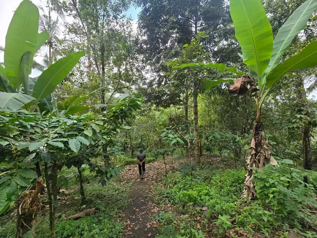 Dijual tanah dengan air terjun dan sungai cantik di bali - Image 9 of 10