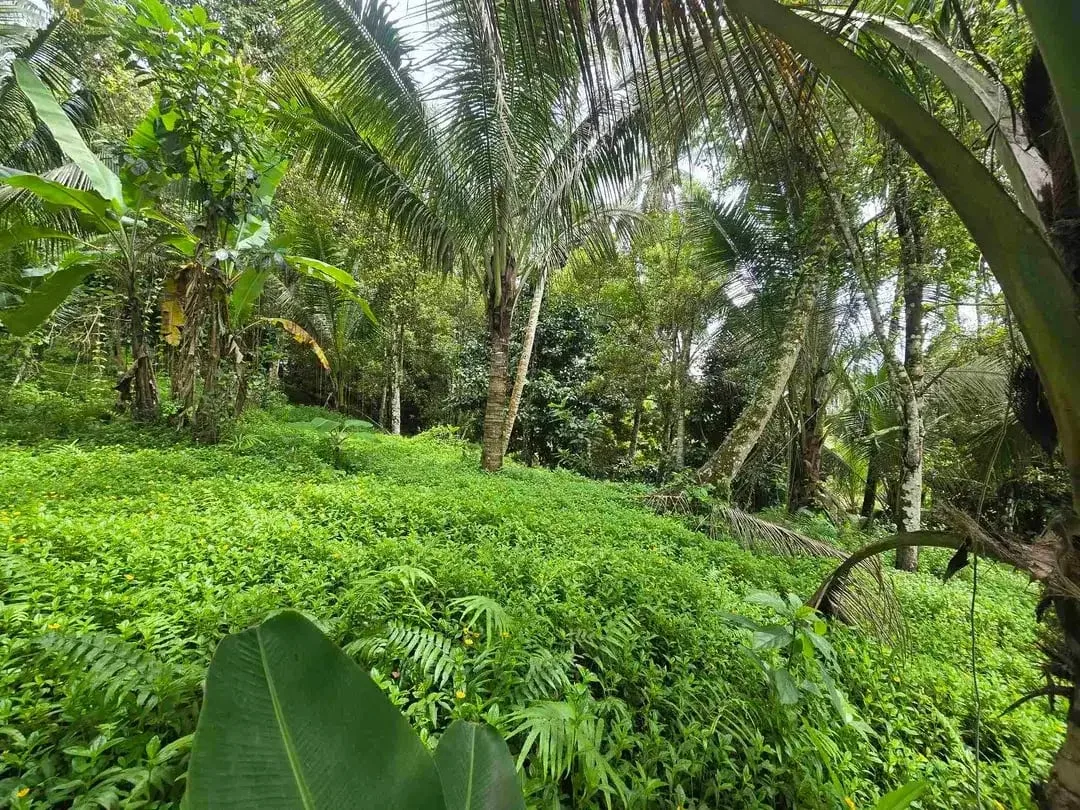 Dijual tanah view sawah cantik di kawasan villa di bali - Image 7 of 10