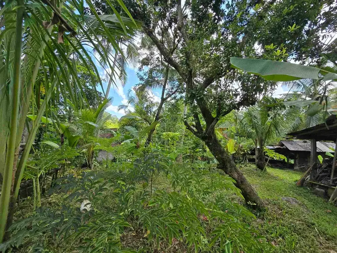 Dijual tanah murah los sungai di tabanan bali - Image 8 of 10