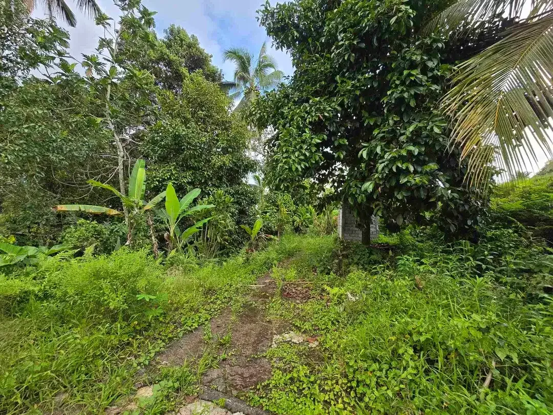 Dijual tanah kebun dan sawah view sawah dan lembah di tabanan bali - Image 8 of 10