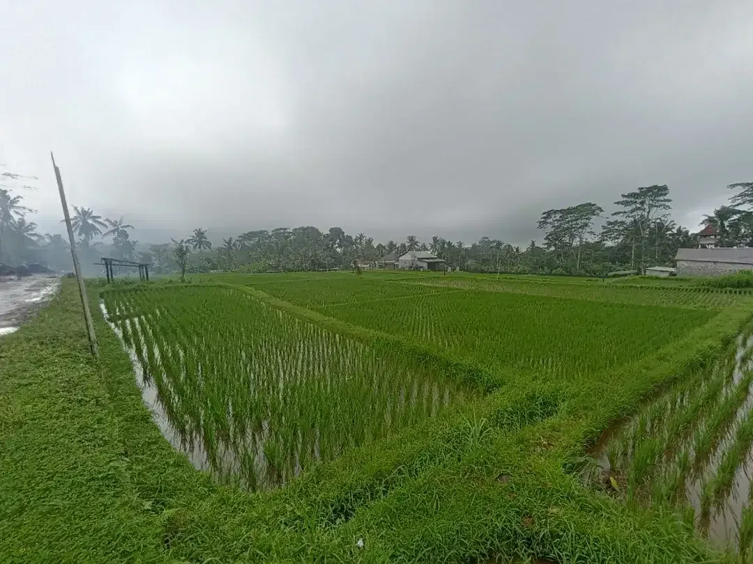 Tanah kavling besar 6,6 Hektar di Payangan, Ubud - Image 9 of 9