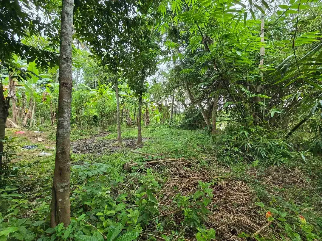 Dijual tanah murah view sawah dekat kota di tabanan bali - Image 3 of 10