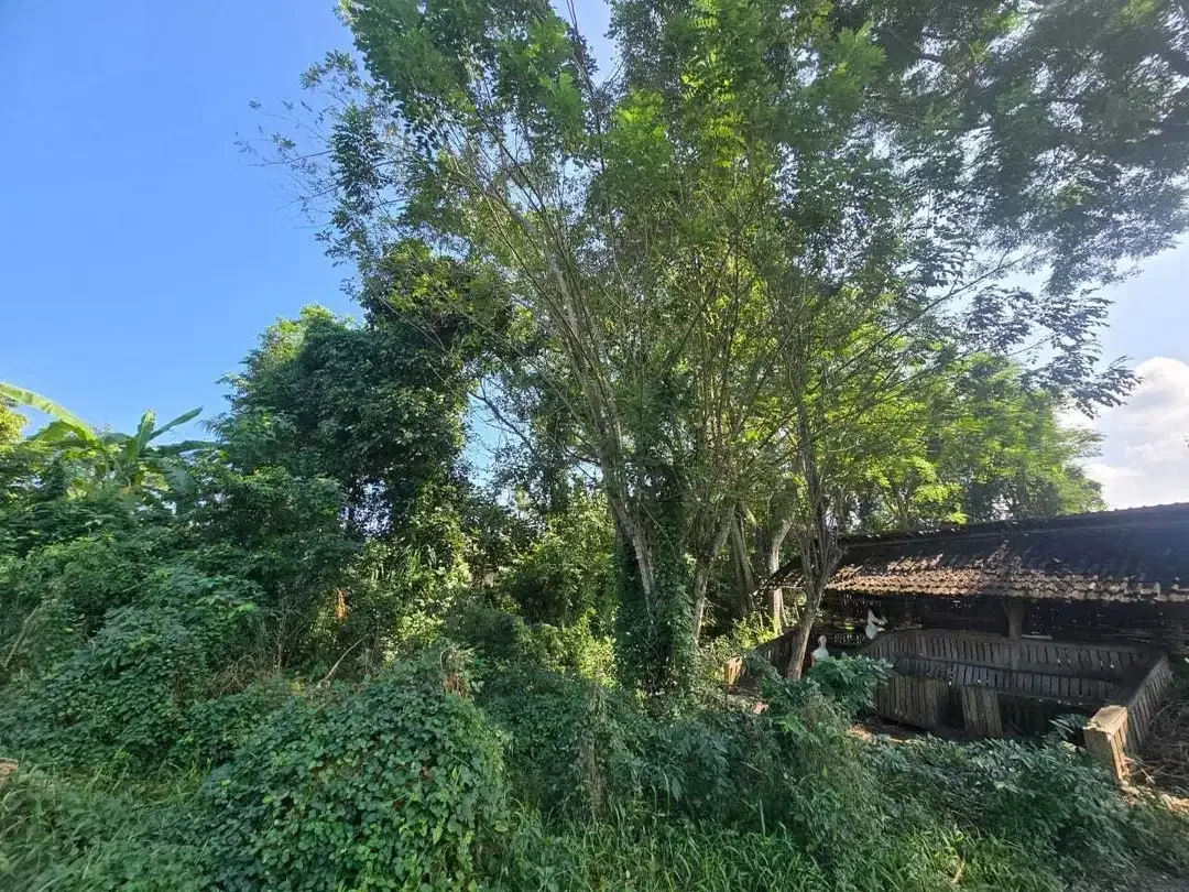 Dijual tanah los sungai luasin kecil di selemadeg - Image 6 of 9