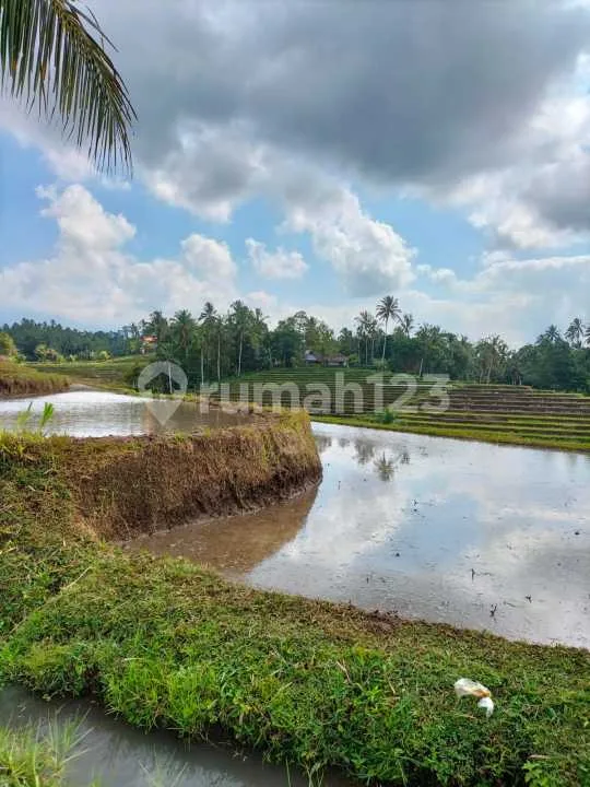 Dijual Murah Tanah SHM LT 4300 M2 di Penebel Tabanan Bali - Image 1 of 4