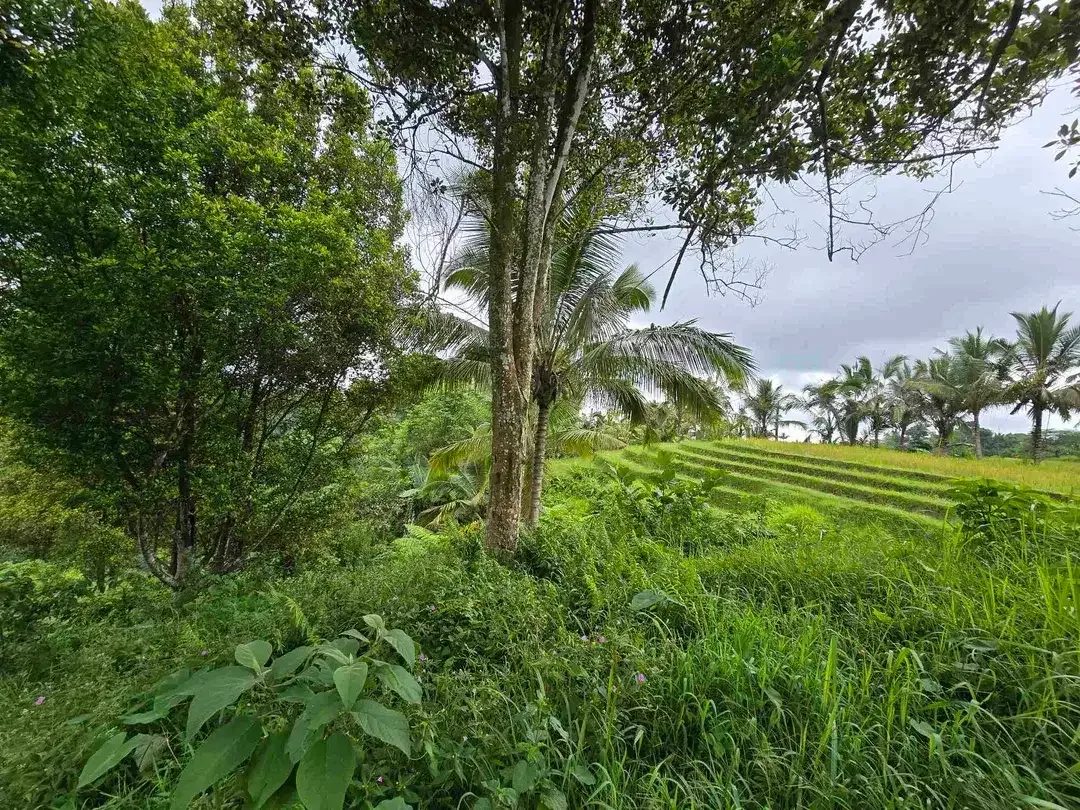 Dijual tanah view sawah. gunung .lembah dan los sungai di tabanan bali - Image 5 of 10