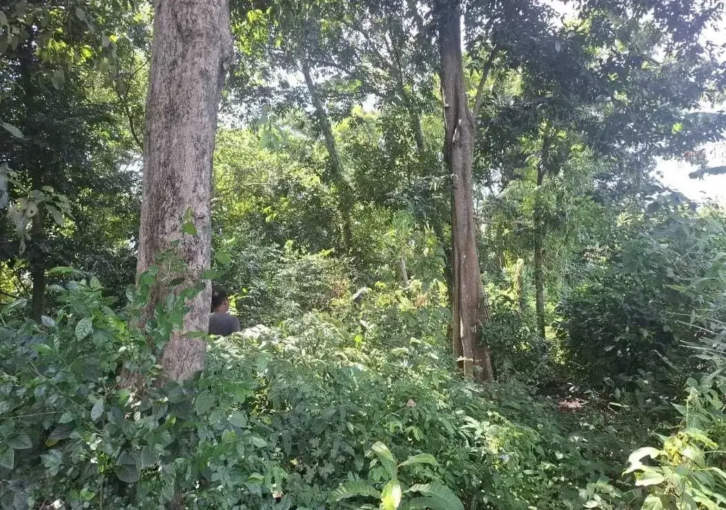 Dijual tanah dekat panta dengan sungai cantik di tabanan bali - Image 6 of 9