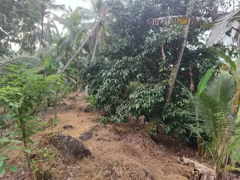 dijual tanah kebun durian dan manggis dengan air terjun di bali - Image 5 of 10