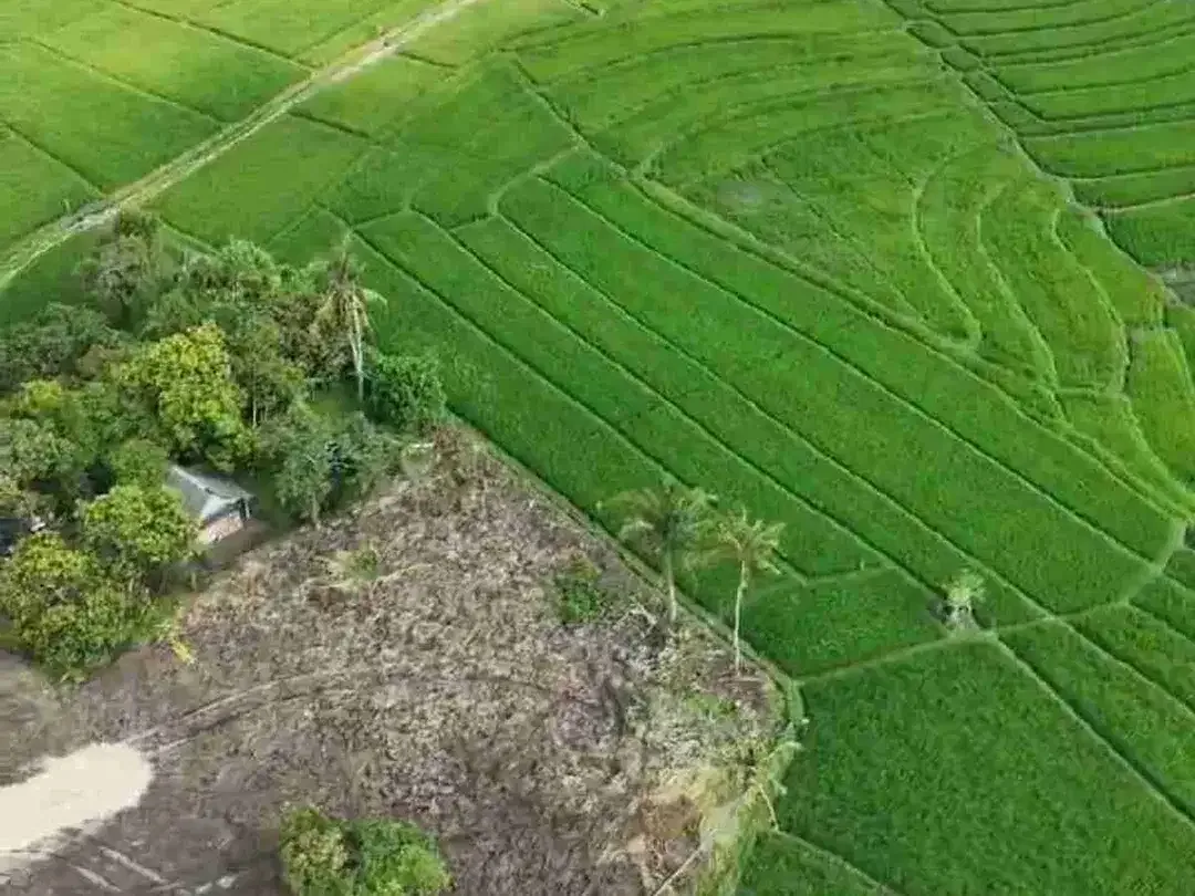 Tanah cemagi dengan pemandangan sawah sangat ideal untuk Villa2 komersial Homestay Guesthouse - Image 3 of 9