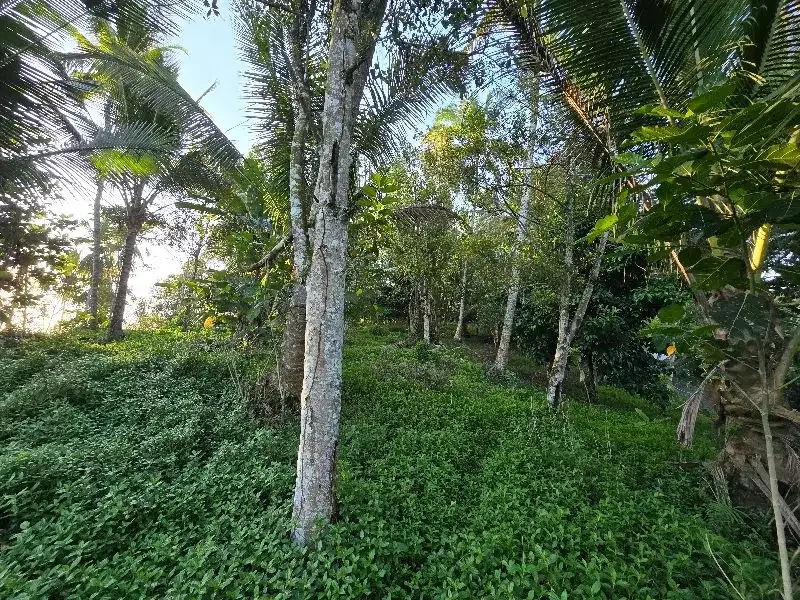 DIJUAL TANAH murah DENGAN VIEW SAWAH cantik dekat villa di bali - Image 6 of 10