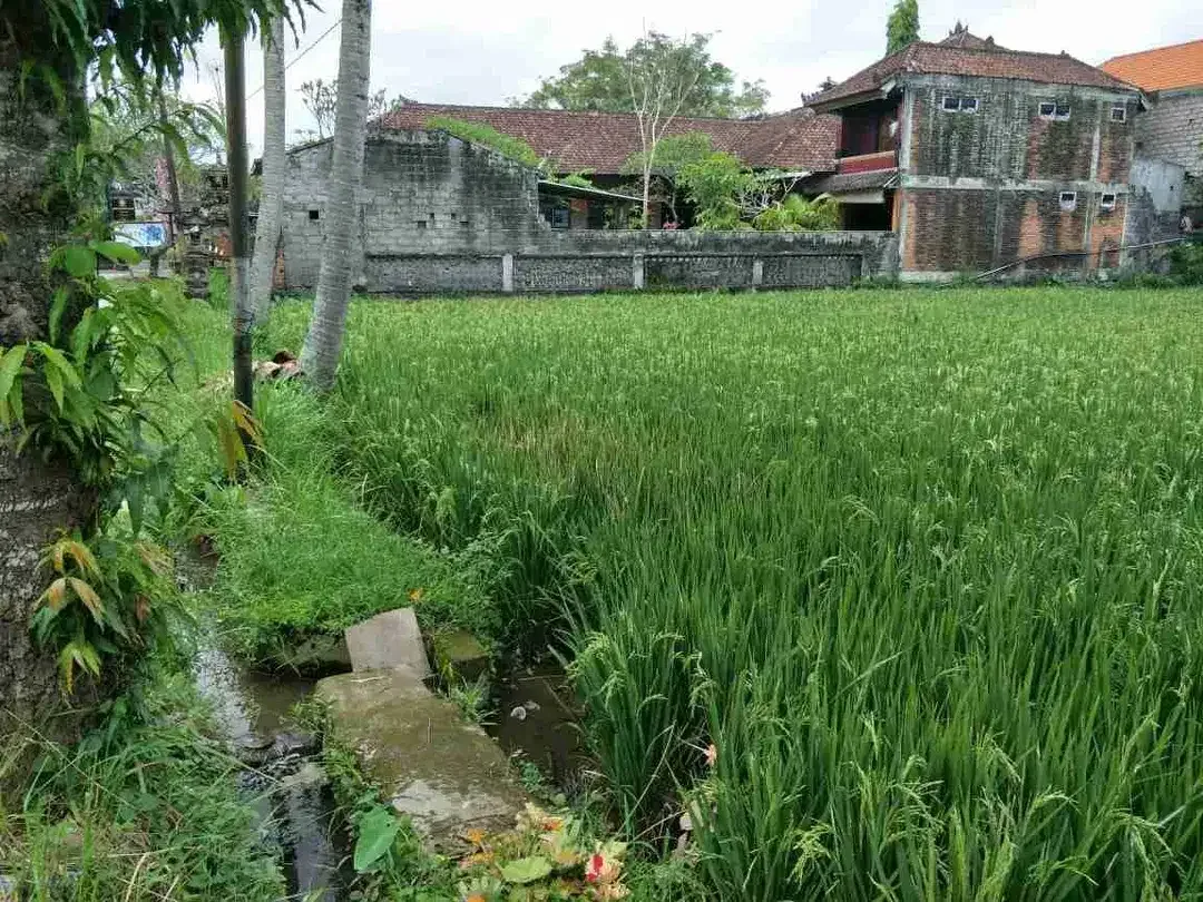Tanah komersil zona perdagangan dan jasa Kemenuh sukawati Gianyar Bali - Image 4 of 5
