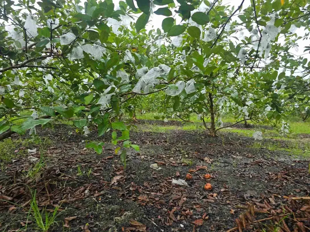 DIJUAL TANAH DATAR JAMBU KRISTAL DI TABANAN BALI - Image 10 of 10
