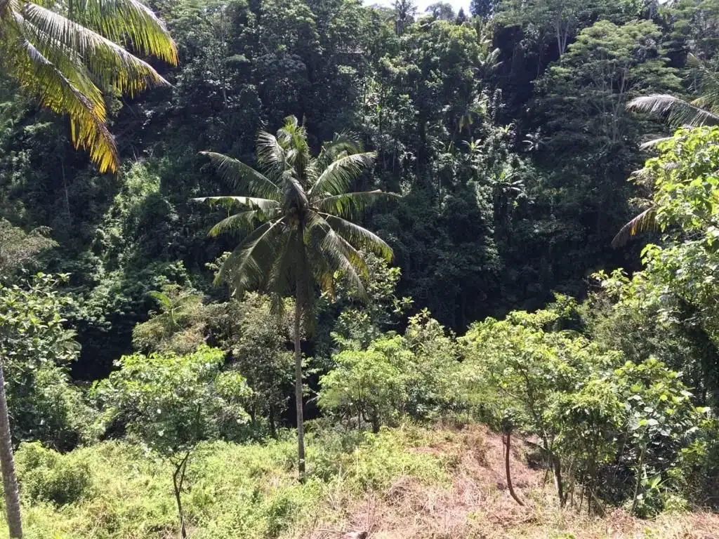 Tanah Tebing Dengan Panorama Hutan Dan Sungai di Ubud Bali - Image 7 of 10