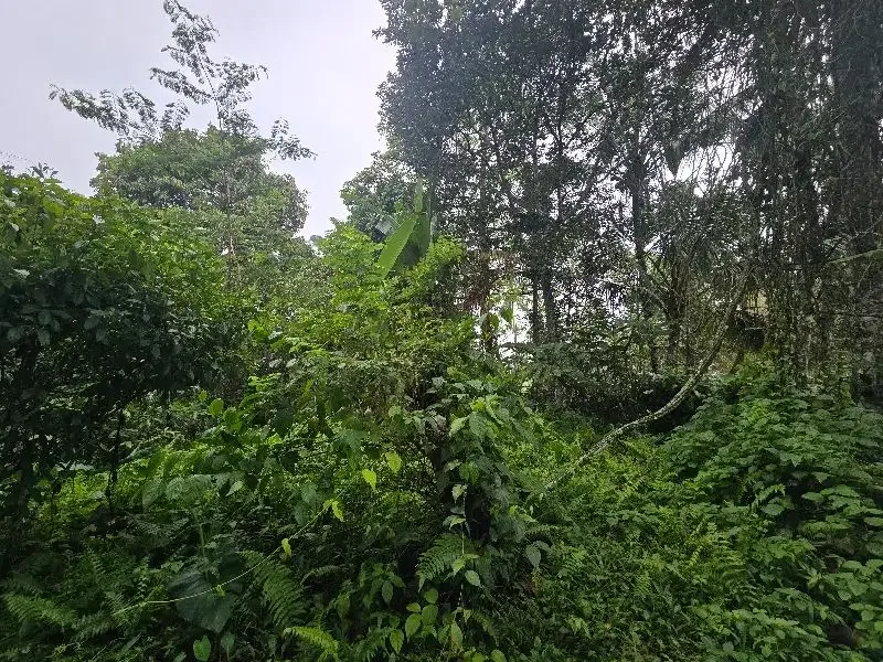 Dijual tanah kebun durian di tabanan bali - Image 4 of 8