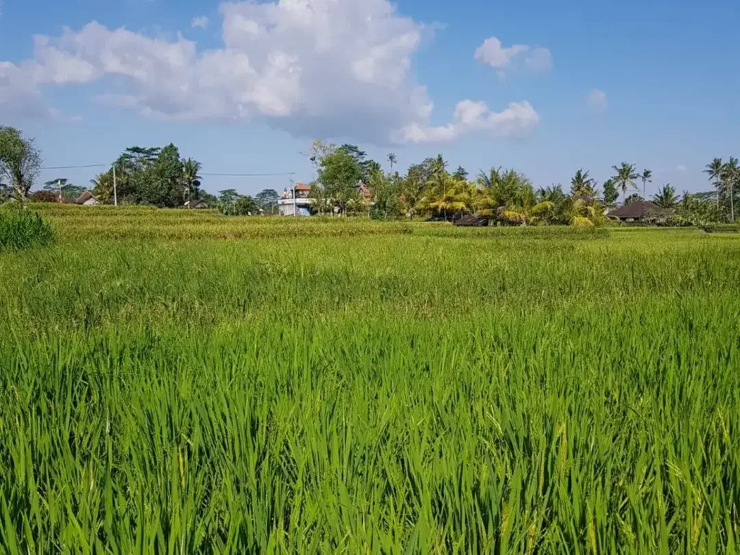 Tanah Murah Dekat Ubud View Sawah Luas 28,2 Are Cocok Villa di Pejeng, Gianyar - Image 8 of 10