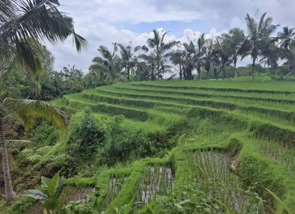 Dijual tanah los sungai besar dan view air terjun, gunung dan sawah - Image 9 of 10