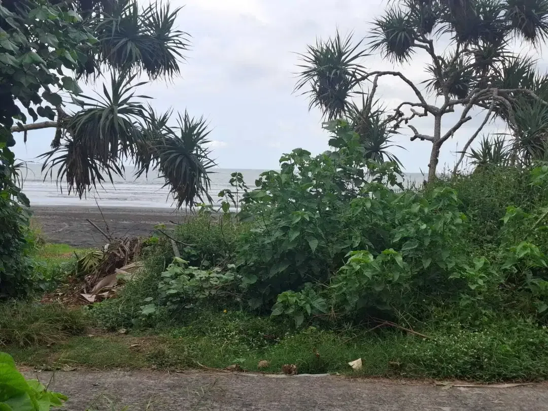Jual tanah los pantai di pantai surfing medewi - Image 5 of 9