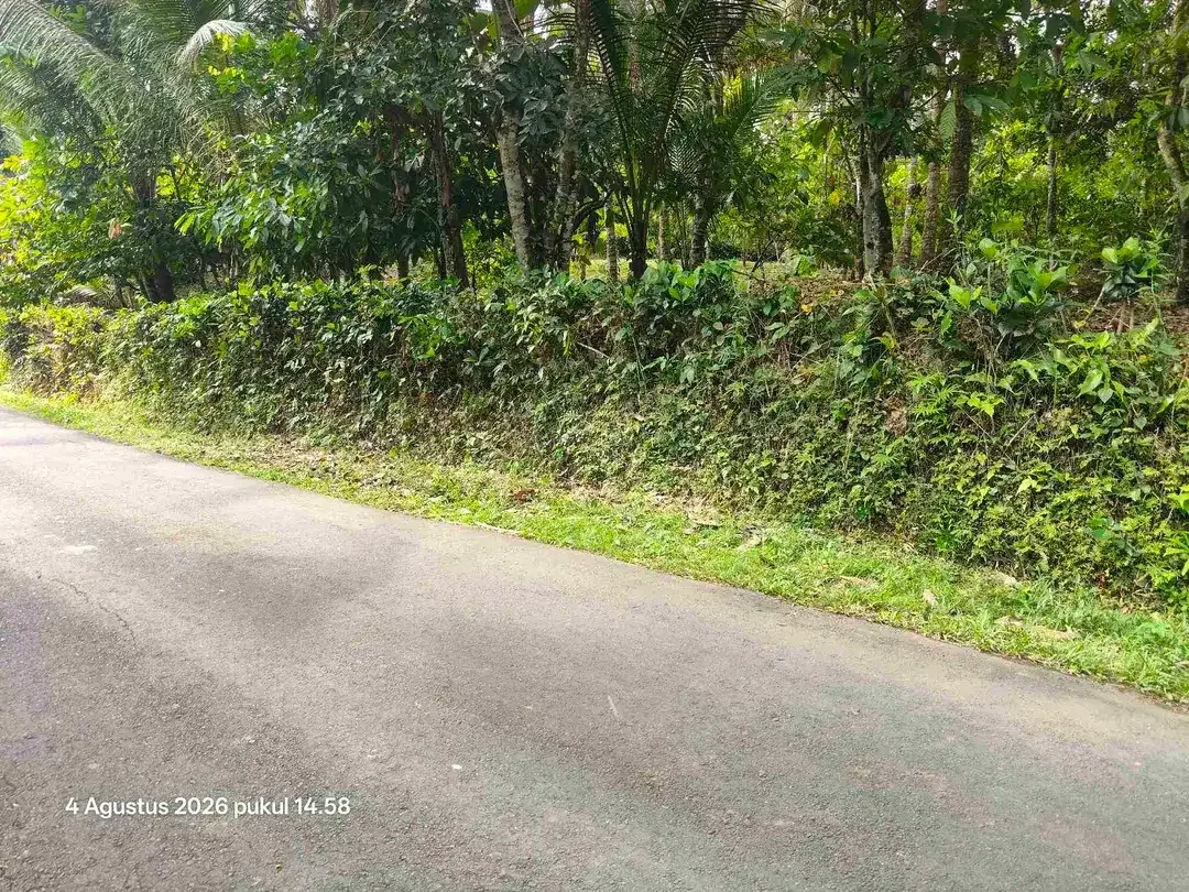 Tanah Zona Kuning dan Perkebunan di Selemadeg Tabanan Bali - Image 2 of 5