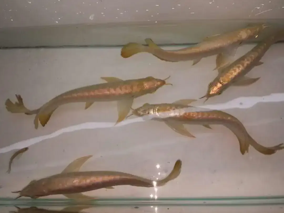 Arwana / Arowana Crossback 24K Malaysia - Image 6 of 6